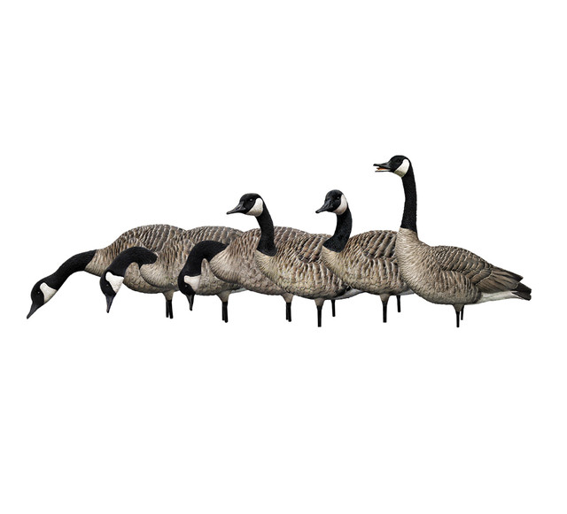 AVIAN X HONKER FUSION 6 PACKS