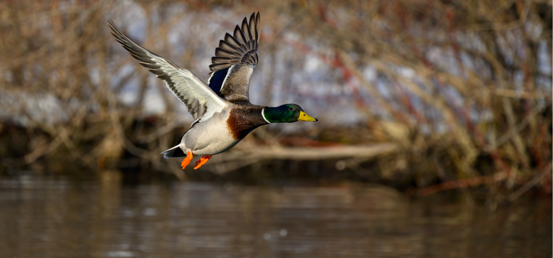 Un canard colvert prend son envol au dessus d'un lac