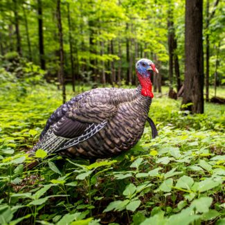 AVIAN X LCD QUARTER-STRUT JAKE DECOYS