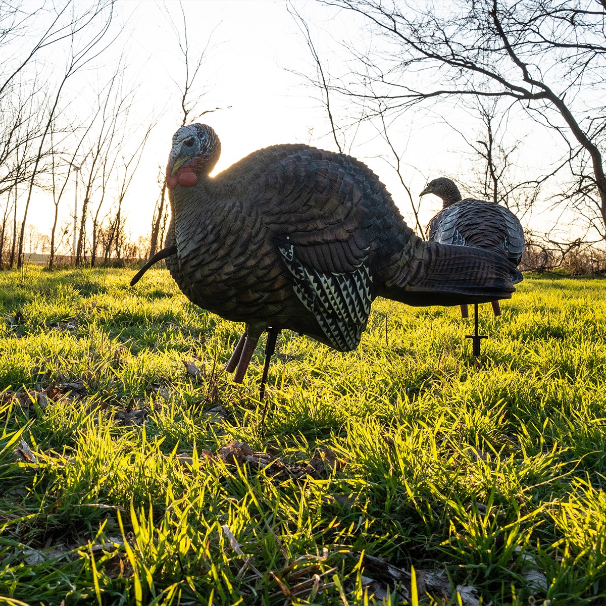 AVIAN X LCD FEEDER HEN DECOYS – Image 3