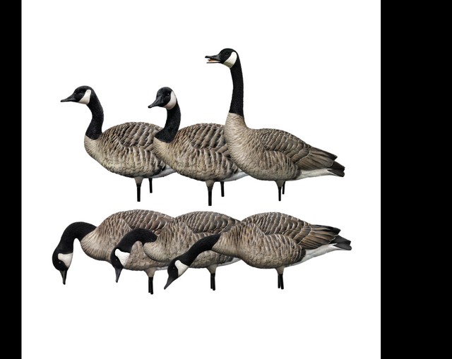 AVIAN X HONKER FUSION 6 PACKS – Image 3