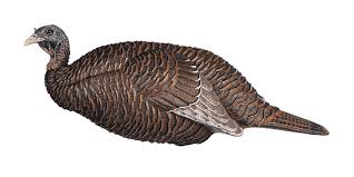 FLEXTONE THUNDER CHICK BREEDER DECOYS